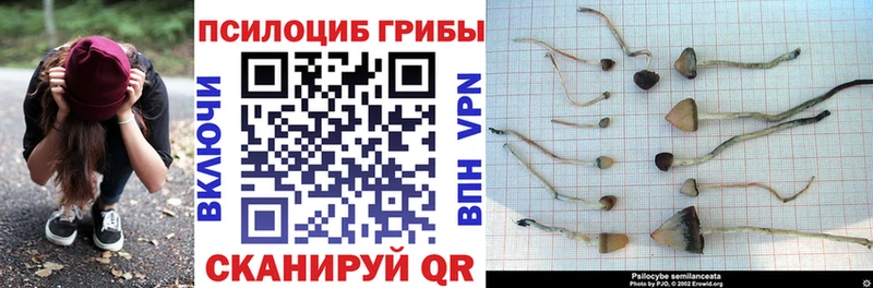 мориарти формула  Невель  Галлюциногенные грибы Psilocybe 
